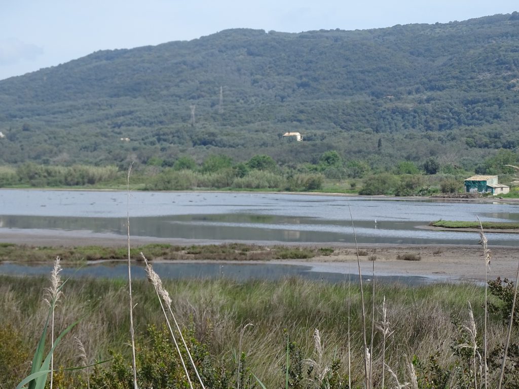 flamingos Corfu