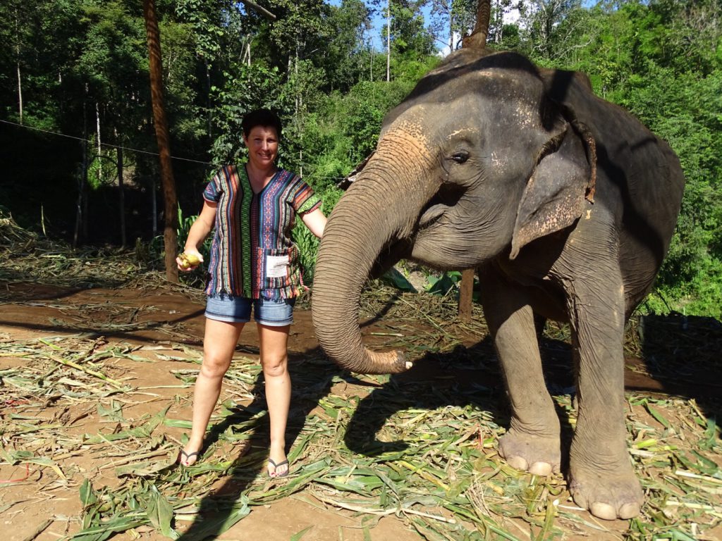 olifanten verzorgen thailand