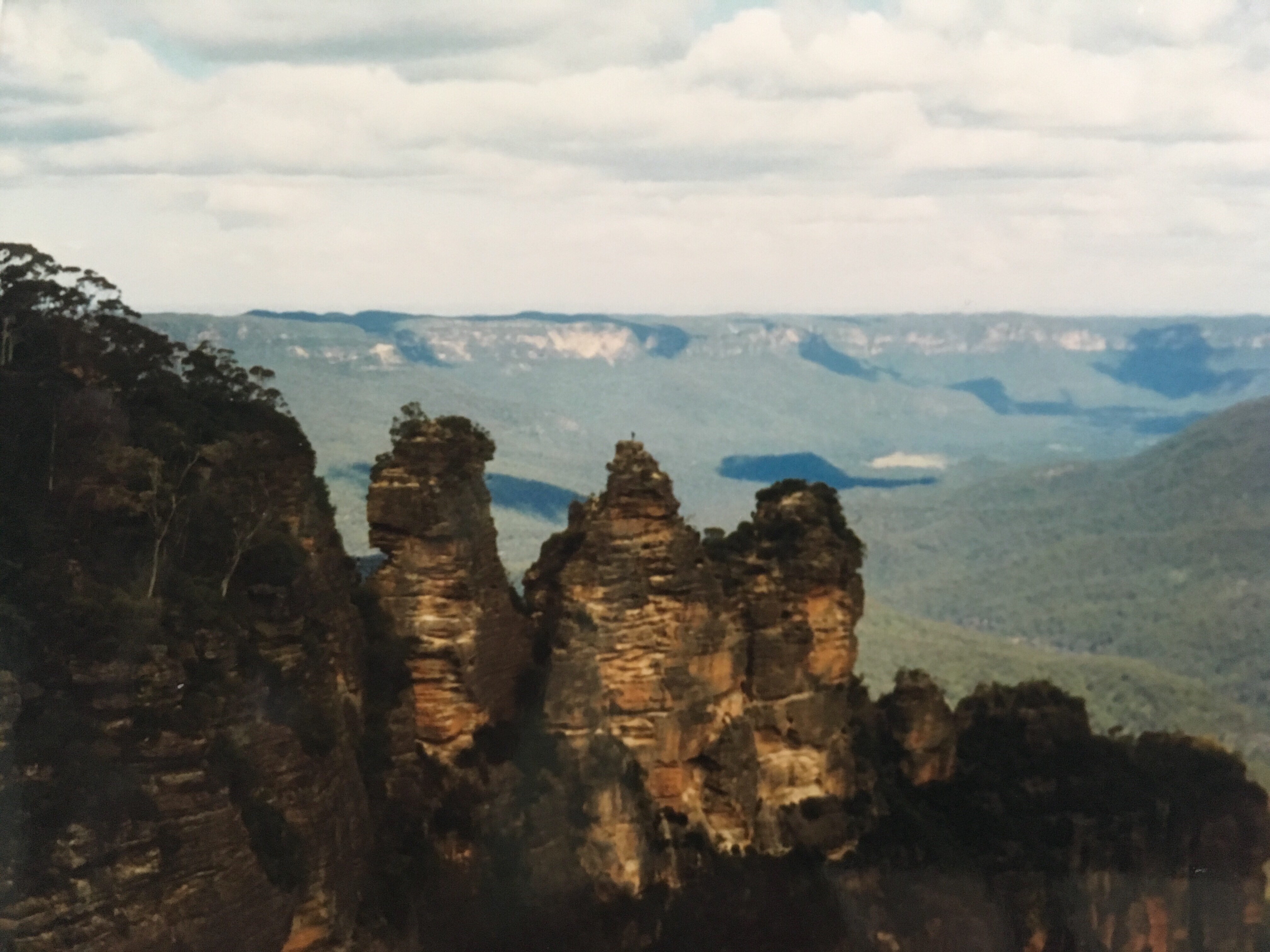 tree sisters blue mountains
