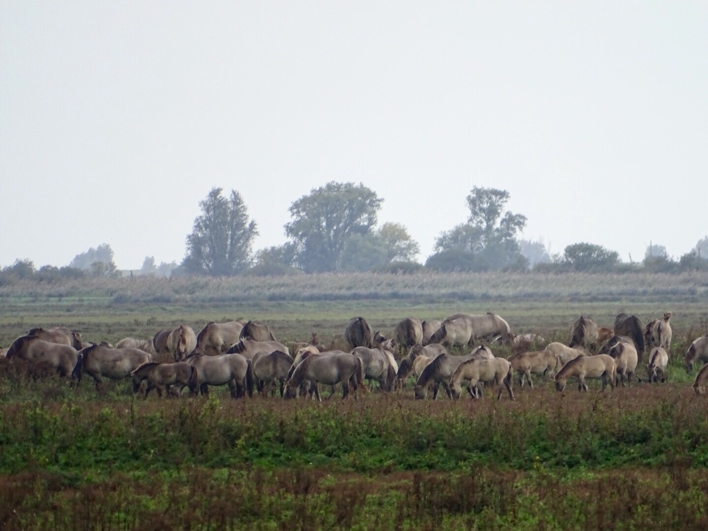 konikspaarden oostvaardersplassen
