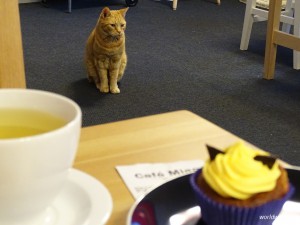 Kattencafé Kopenhagen