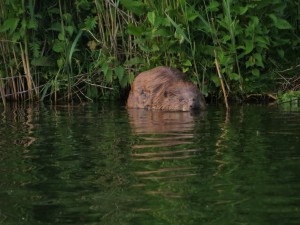 Bever Biesbosch Grote Vijf van Nederland
