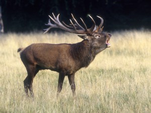 Grote Vijf van Nederland edelhert oostvaardersplassen