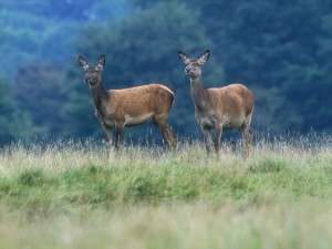 ree utrechtse heuvelrug