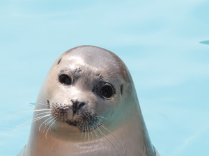 Zeehond Grote Vijf van Nederland