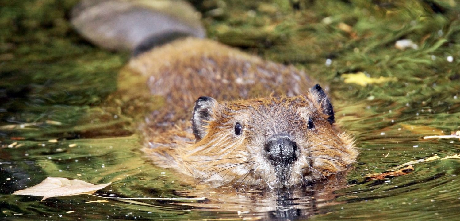 Grote Vijf van Nederland: bevers spotten in de Biesbosch