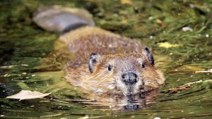Grote Vijf van Nederland: bevers spotten in de Biesbosch