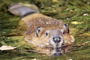 Grote Vijf van Nederland: bevers spotten in de Biesbosch