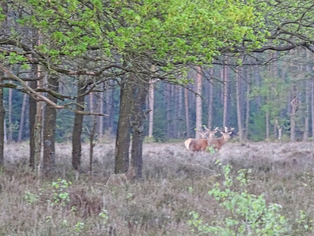 Wilde zwijnen en edelherten op de Veluwe
