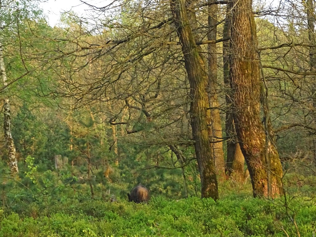 wilde zwijnen safari veluwe