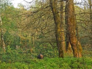 wild zwijn safari veluwe