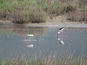 Lake Korission Corfu