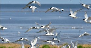 vogels waddenzee