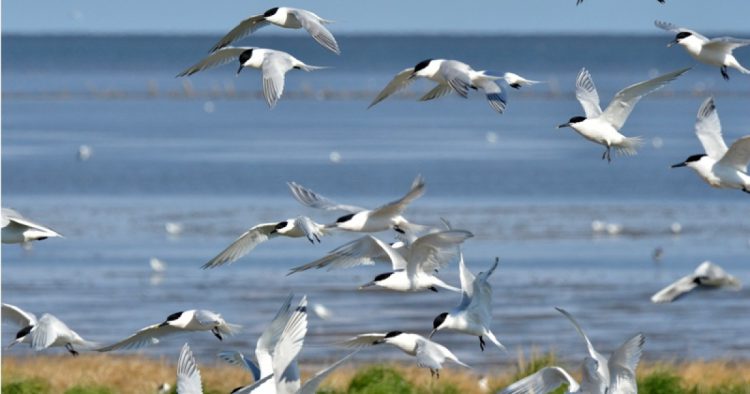 tips waddenzee