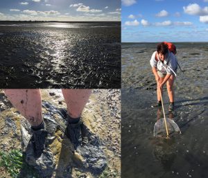 wadlopen texel waddenzee