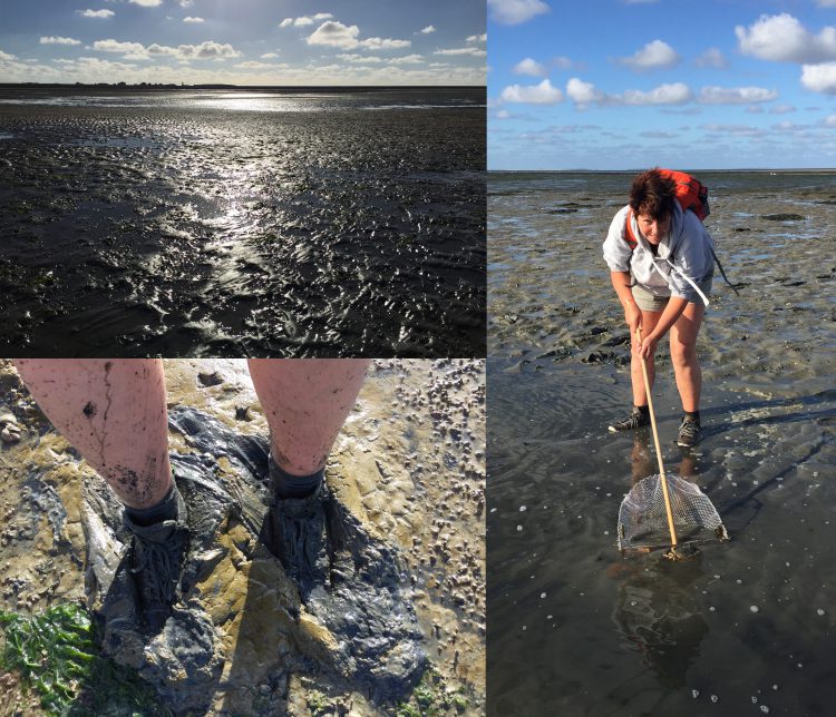 Wadlopen Texel Vlieland Ameland Terschelling Schiermonnikoog