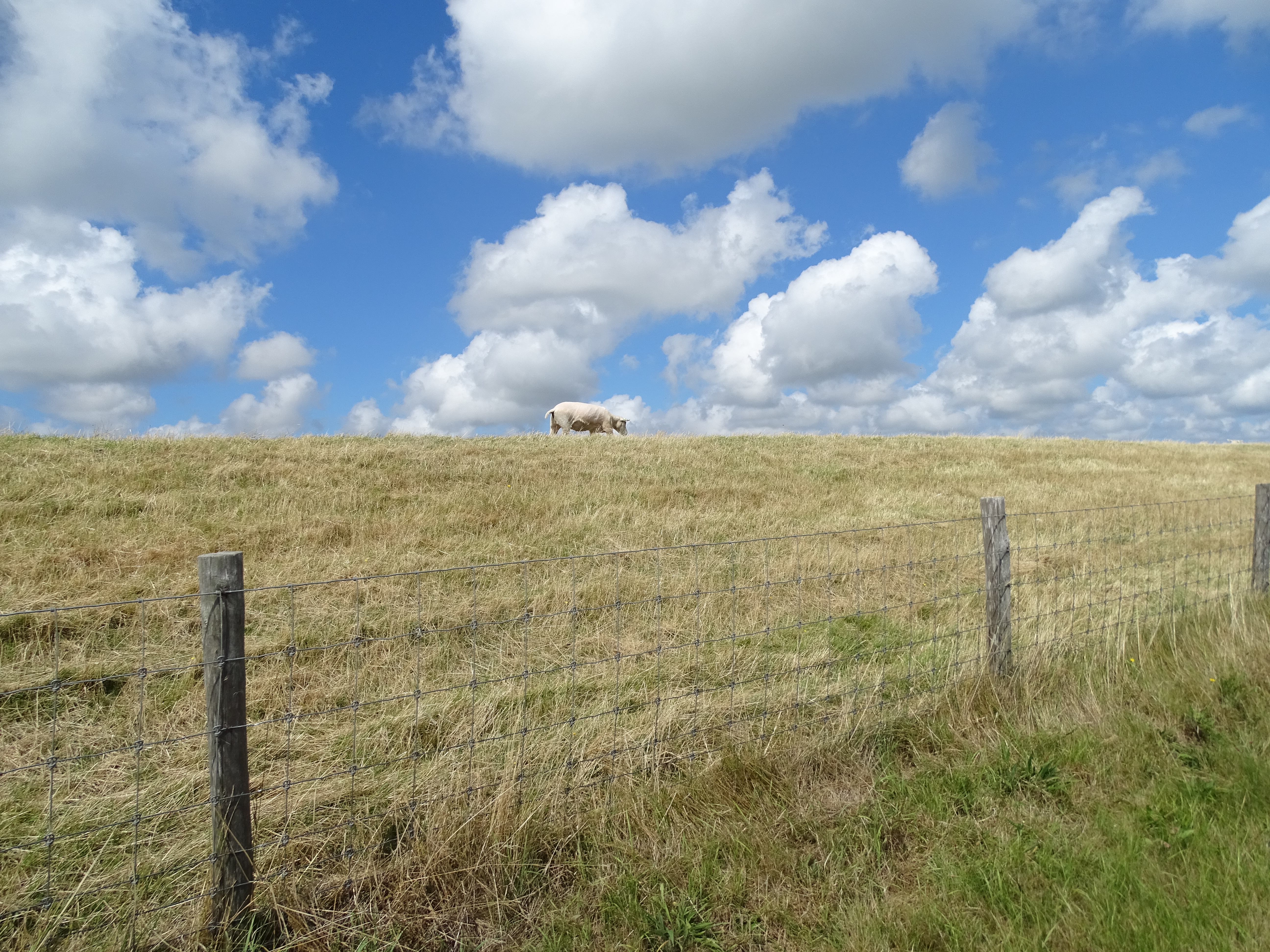 texel tips
