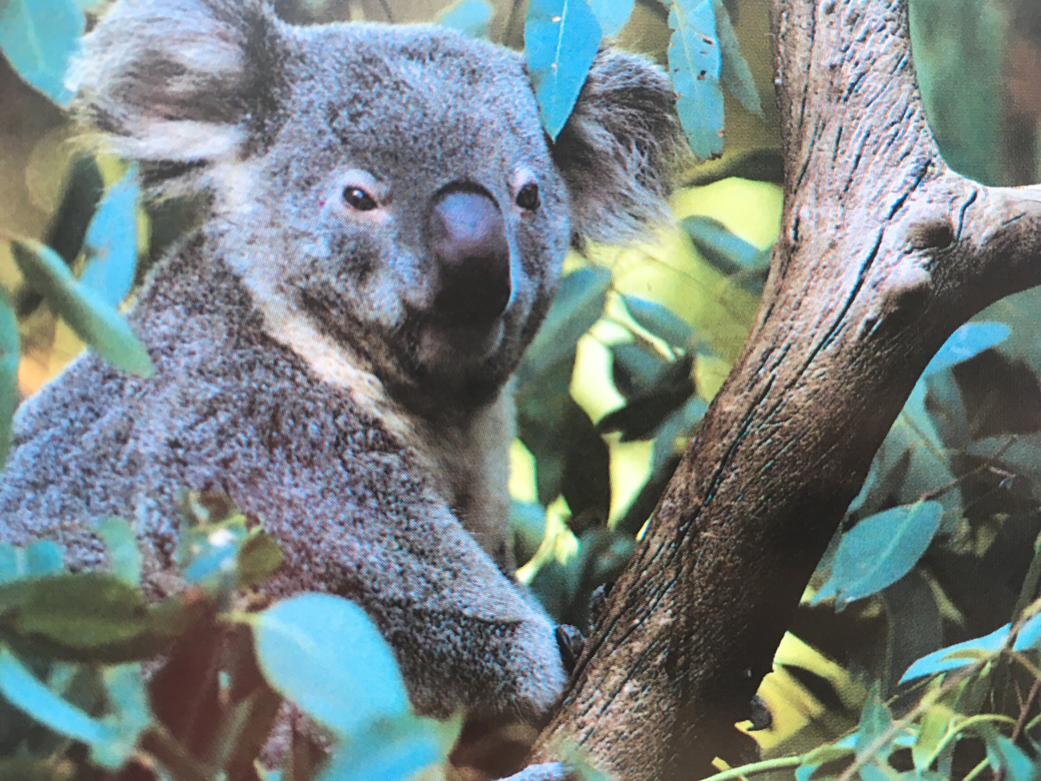 koala kangaroo island