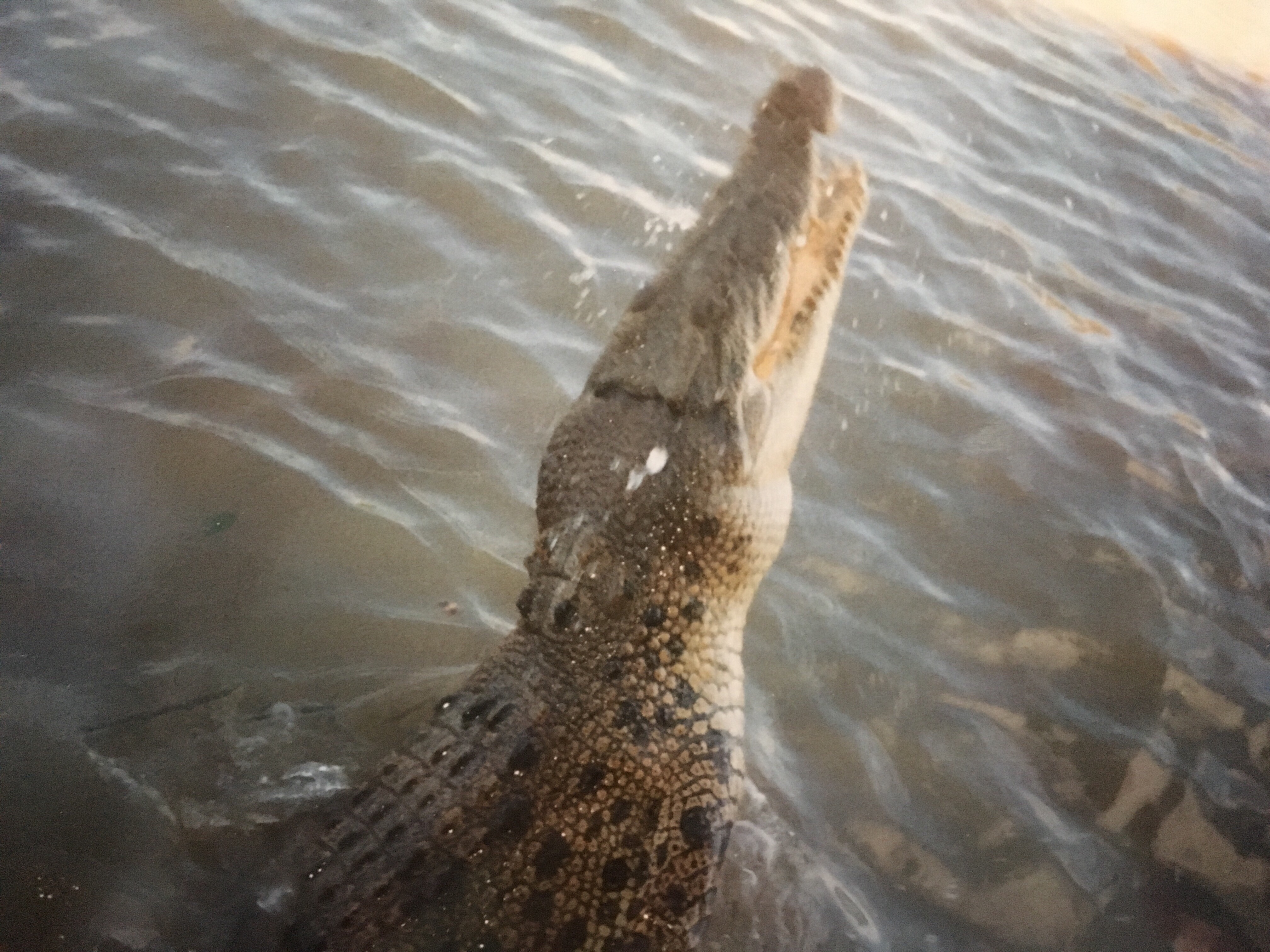 krokodil adelaide river