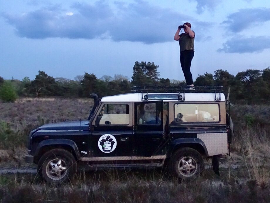 Wilde zwijnen safari Veluwe