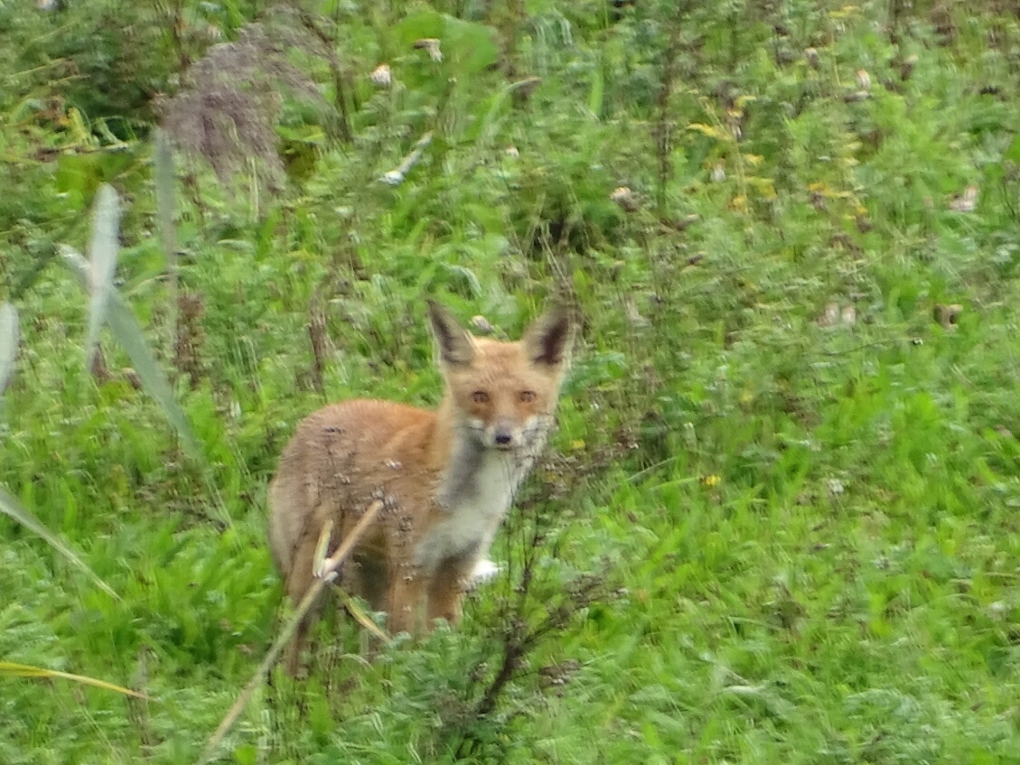 vossen oostvaardersplassen