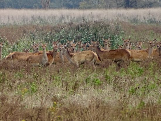 Ga op zoek naar de Grote Vijf van Nederland met Staatsbosbeheer - www.worldwife.nl #edelhertsafari #oostvaardersplassen