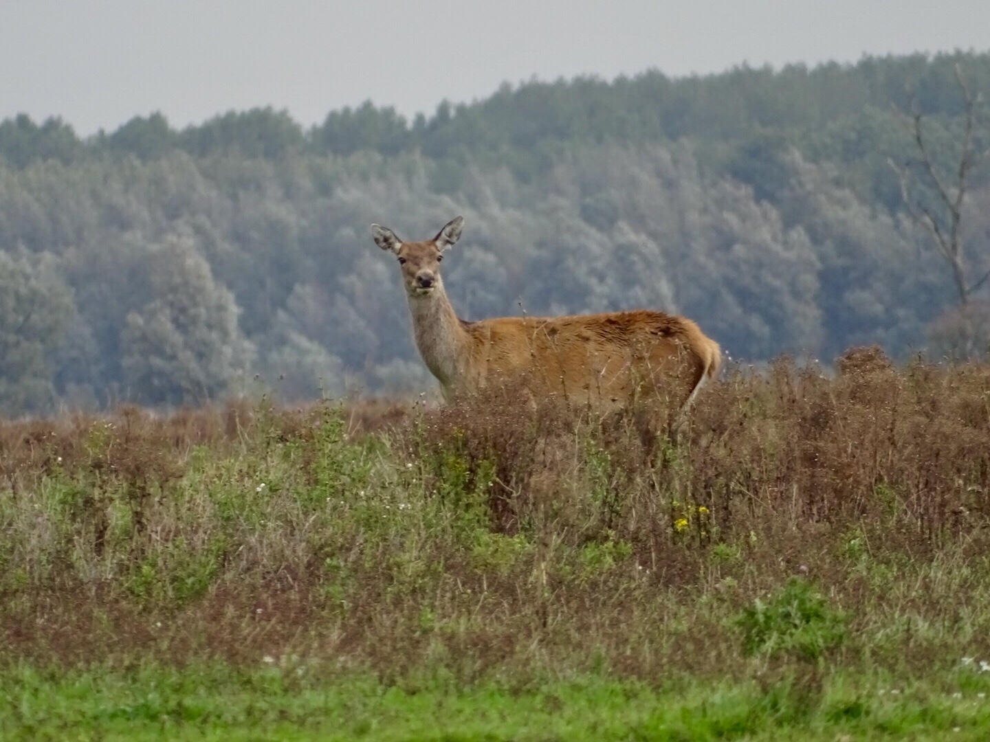 edelherten oostvaardersplassen