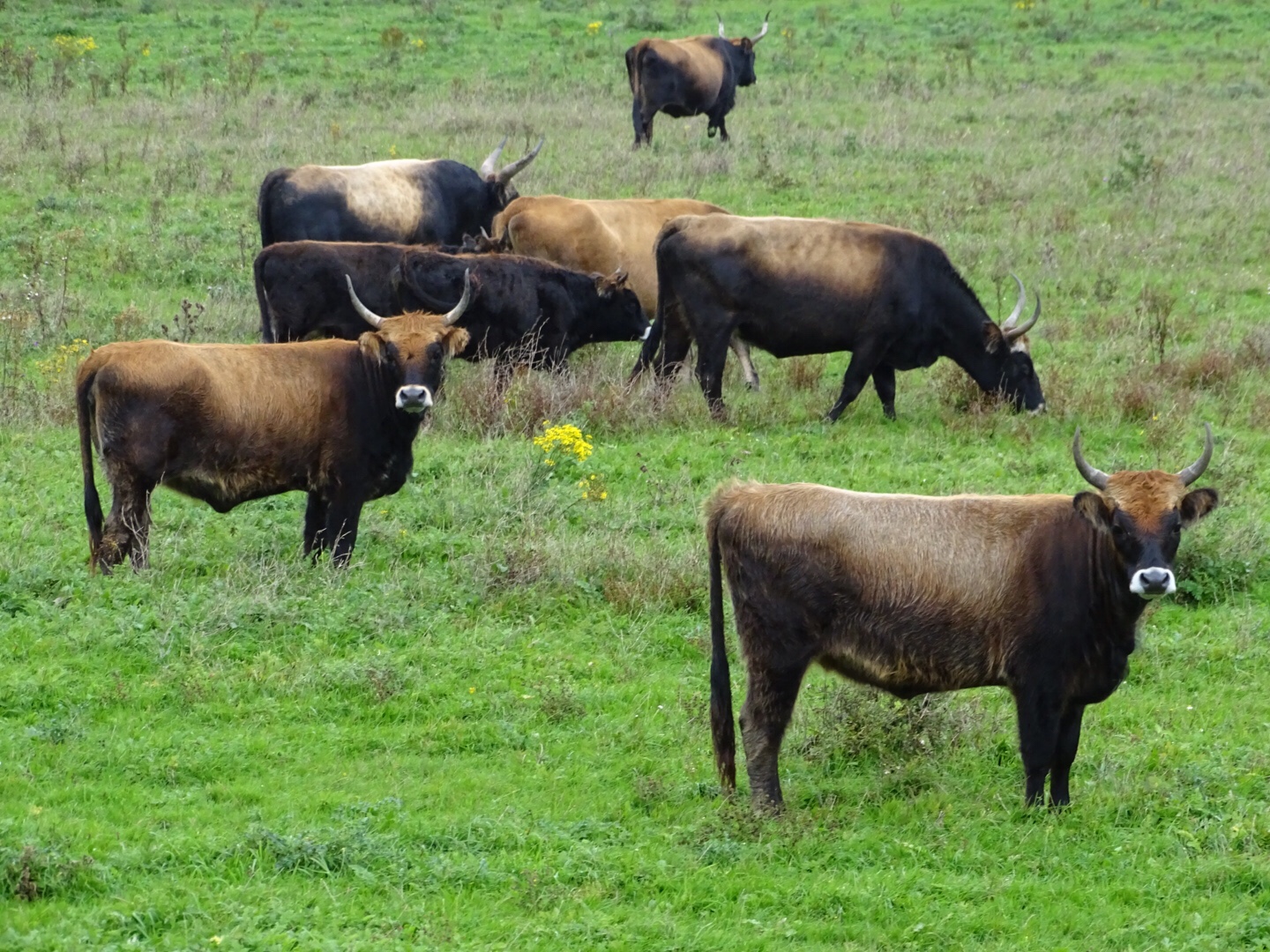 heckrunderenoostvaardersplassen