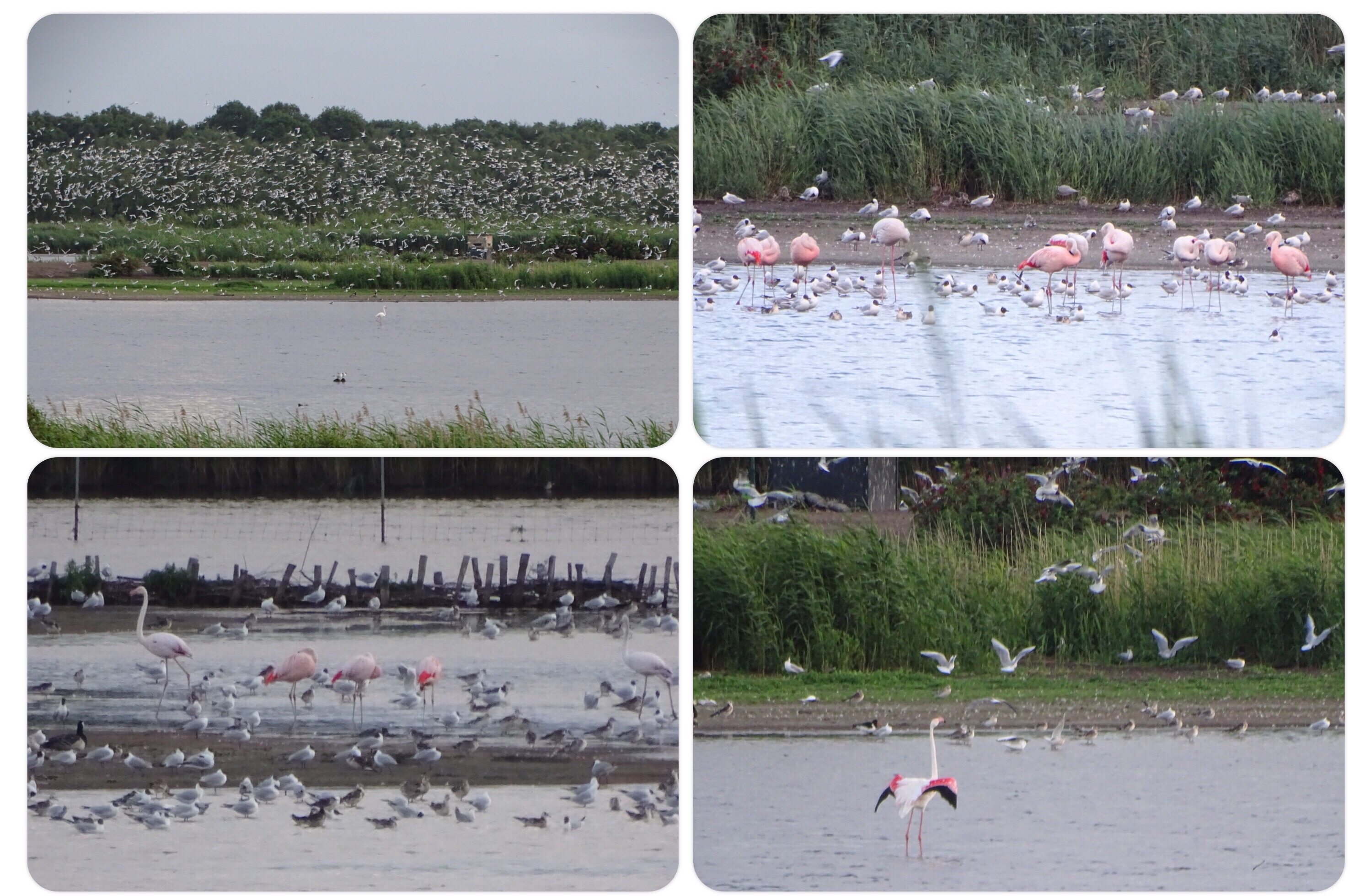 Flamingo's in Nederland