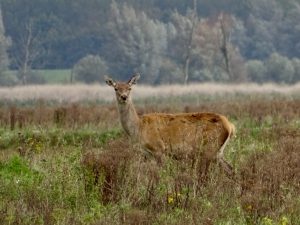 Edelherten Oostvaardersplassen