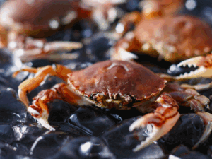 Krabbentrek Playa Larga, Varkensbaai Cuba