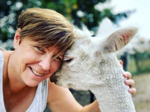 Knuffelen met alpaca's