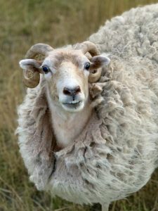 Wat te doen in Leuven