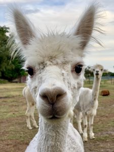 Knuffelen met alpaca’s in België