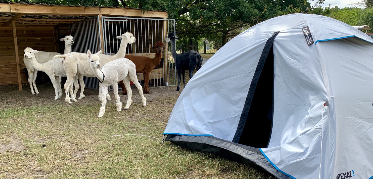 Kamperen met alpaca's