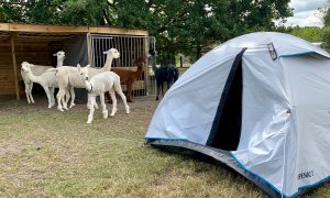 Kamperen met alpaca's