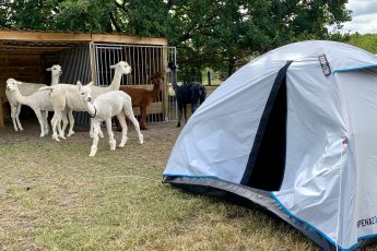 Kamperen met alpaca's