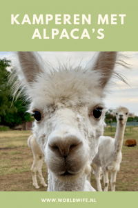 Knuffelen met alpaca's