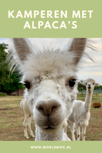 Kamperen en knuffelen met alpaca's in Haacht, België #campspace