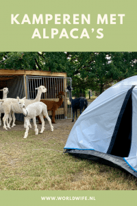 Kamperen met alpaca's