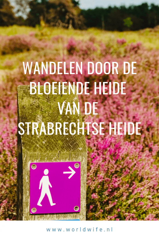 Wandelen door de bloeiende heide van de Strabrechtse Heide in Noord-Brabant, Nederland