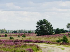 heide in bloei noord brabant