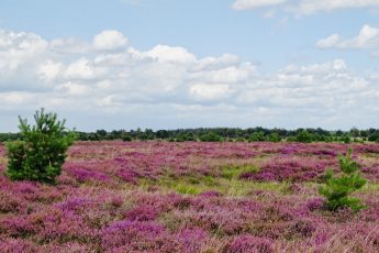 Wandelen Strabrechtse Heide