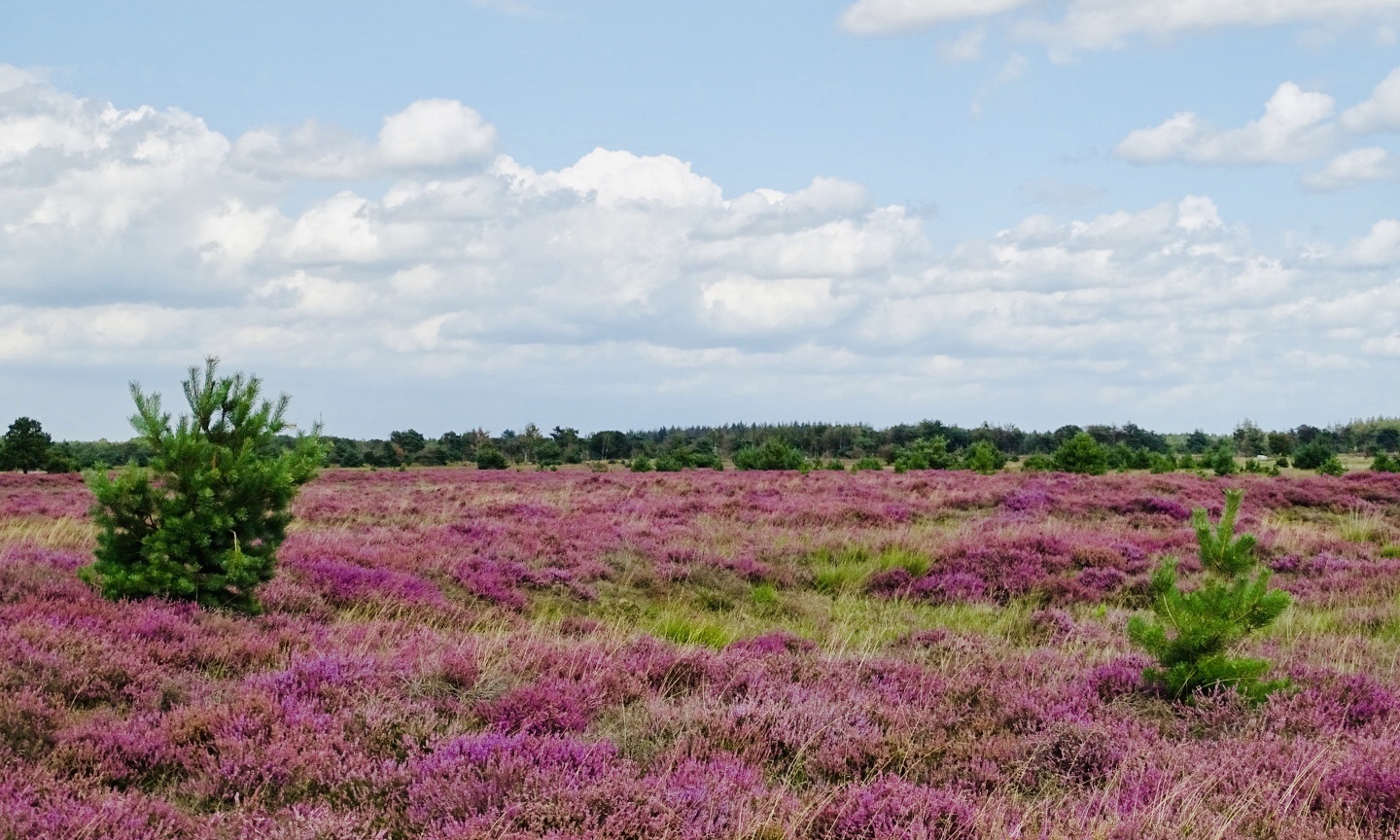 Wandelen Strabrechtse Heide