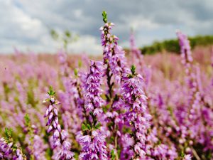 wandelen bloeiende heide
