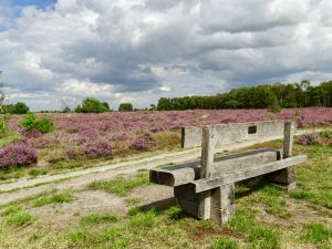 wandelen bloeiende heide noord brabant