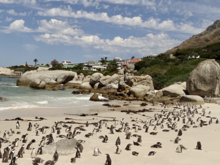 Boulders Beach, Kaapstad, Kaaps Schiereiland, Zuid-Afrika