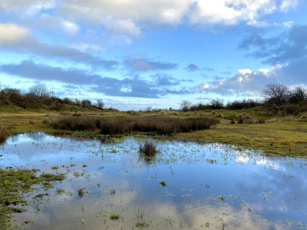 kwelders Kobbeduinen Schiermonnikoog