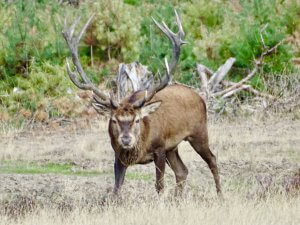 Edelherten spotten op de Hoge Veluwe | Er op uit in Nederland