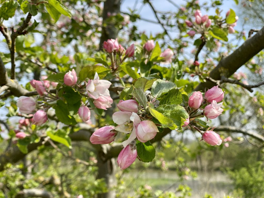 Bloesemtocht in de Betuwe